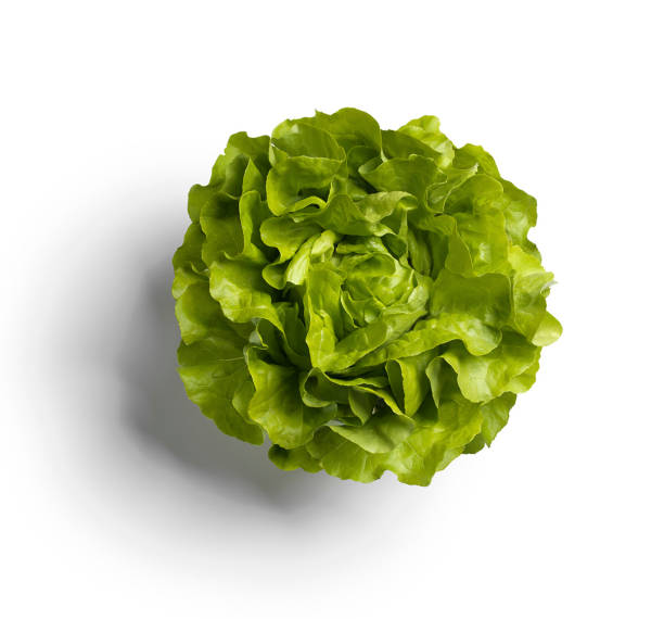 istock Butterhead lettuce on white background 1042264734