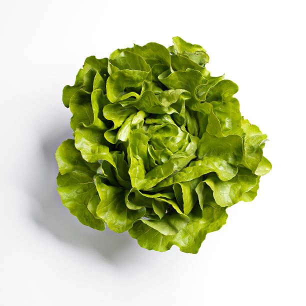 butterhead lettuce on white background - bibb lettuce imagens e fotografias de stock