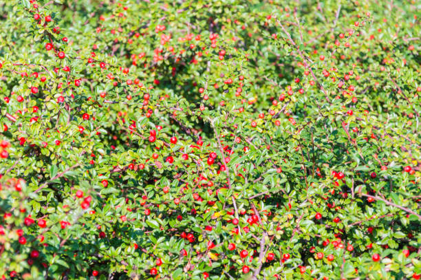 berberis thunbergii, el bérbero japon, agracejo de thunberg o rojo agracejo. cultivar de alfombra verde. - agracejo rojo fotografías e imágenes de stock