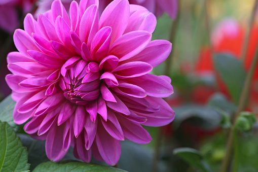 Dahlia flower with cyclomen color petals in garden