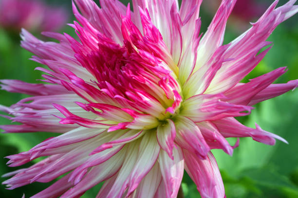 istock Rare grade dahlia 1042276640