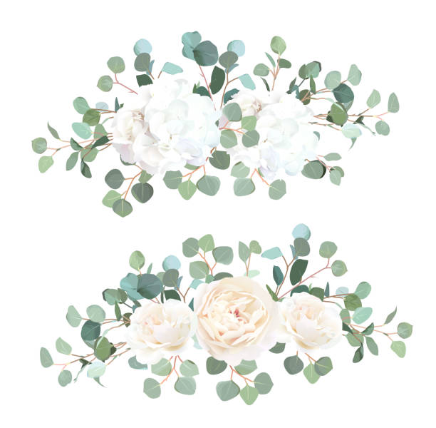 ilustraciones, imágenes clip art, dibujos animados e iconos de stock de dólar de plata de eucalipto, rosa blanca y hortensia vector diseño garland ramos - illustration technique leaf evergreen tree wedding