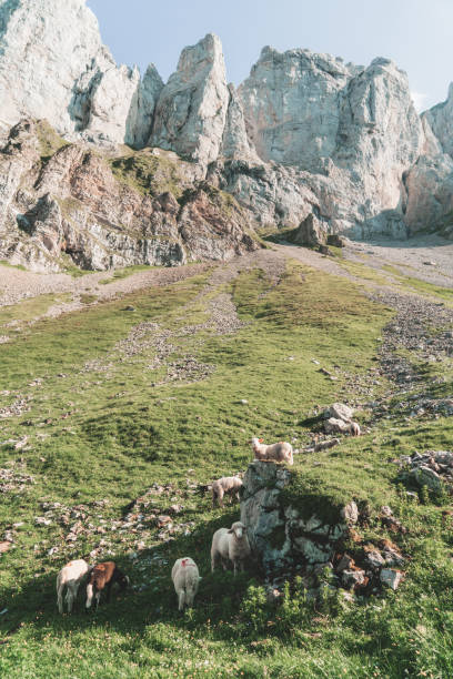 istock Sheep on pasture  in Swiss Alps 1042283980
