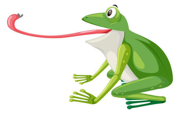 illustrations, cliparts, dessins animés et icônes de une grenouille verte sur fond blanc - frog animal tongue animal eating