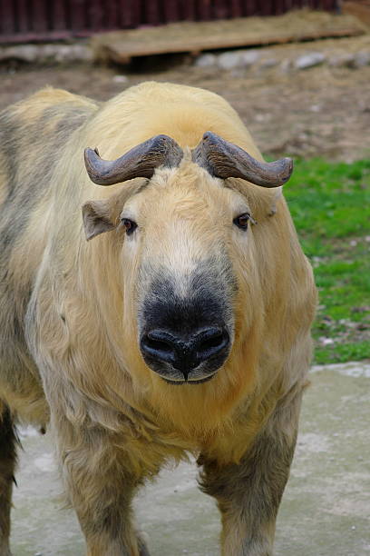 National Animal Of Russia Stock Photos, Pictures & Royalty-Free Images - iStock National Animal Of Russia Stock Photos, Pictures & Royalty-Free Images - iStock