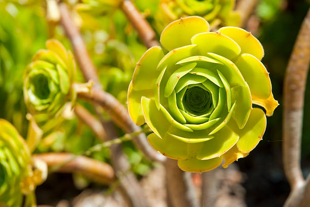 Aloe Pianta fiore con aste - foto stock