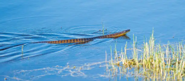 Tiger snakes are a highly venomous snake species found in the southern regions of Australia, this example is hunting for frogs at Herdsman Lake in Perth in Western Australia.