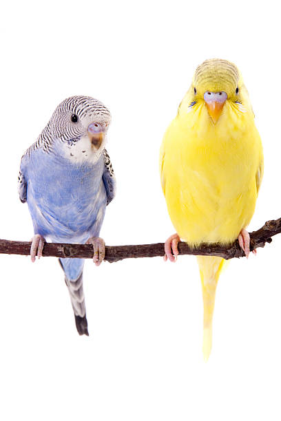 istock Young blue and yellow budgie 104229095