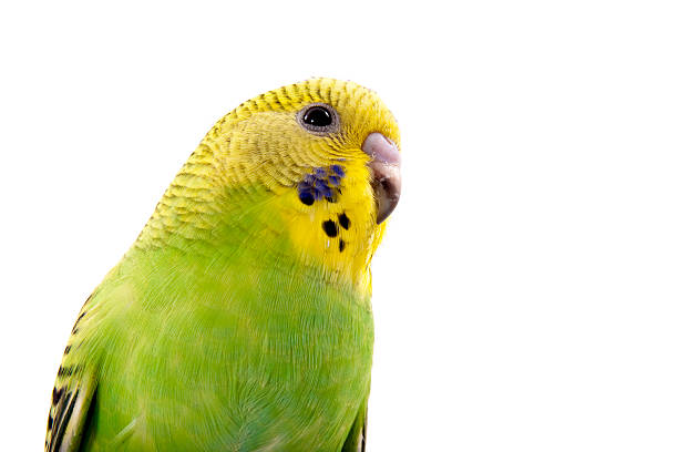 istock Young yellow and green budgie 104229097