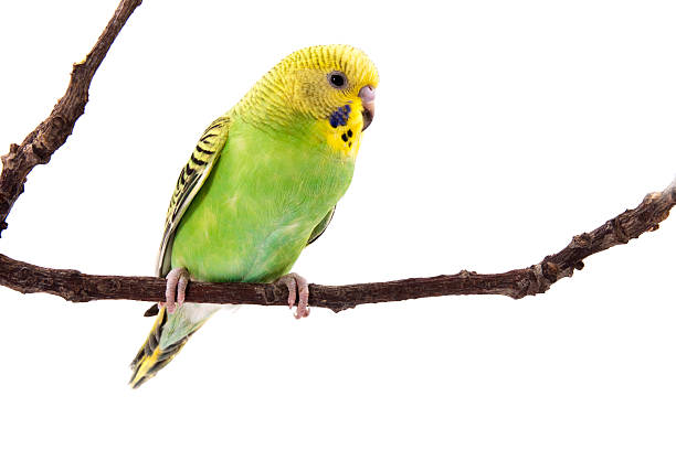 istock Young yellow and green budgie 104229110