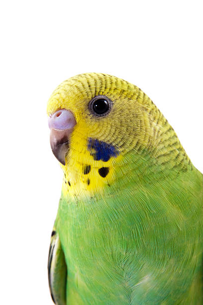 istock Young yellow and green budgie 104229112
