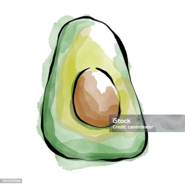 Pencil Drawing And Watercolor Paints Avocado Fruit Stock Illustration - Download Image Now - Avocado, Exercising, Fruit