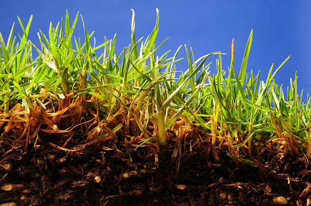 istock Cross section of lawn at ground level. 104229464