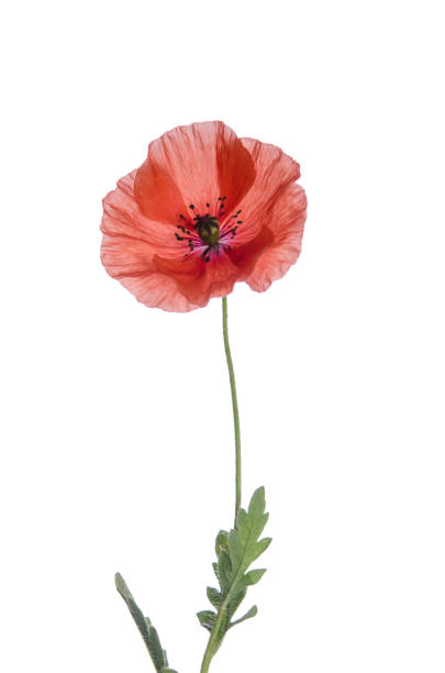 istock red poppy isolated on white background 1042298330