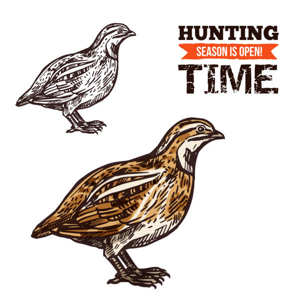 dziki kuropatwa ptak kolor szkic - pheasant hunting feather game shooting stock illustrations