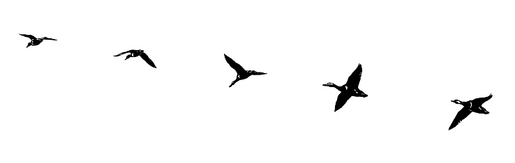 Flock of ducks flying in formation. Silhouette line art.