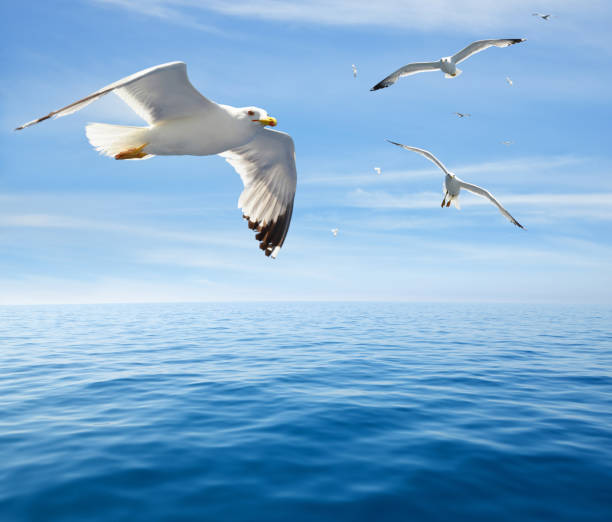 istock Flock of seagulls. 1042301462