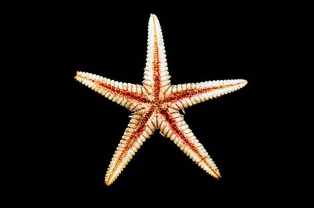 Sea-star endoskeleton Sea-star endoskeleton on a black background starfish endoskeleton stock pictures, royalty-free photos & images