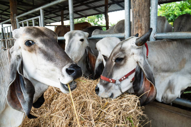 istock Cow eating rice straw in the cowshed 1042301962