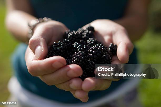 Girl Holding Blackberrys Stock Photo - Download Image Now - Blackberry - Fruit, Hedge, Abundance