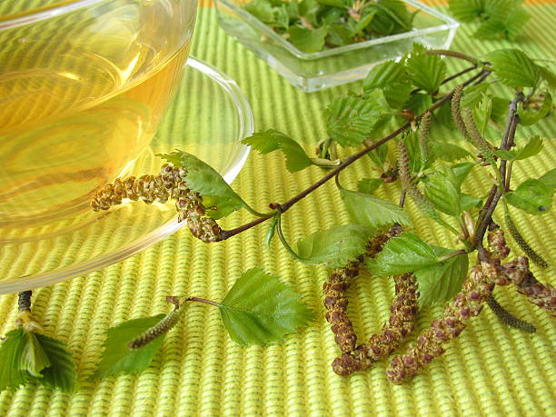 brzozy liście herbaty birkenblättertee - silver birch tree zdjęcia i obrazy z banku zdjęć