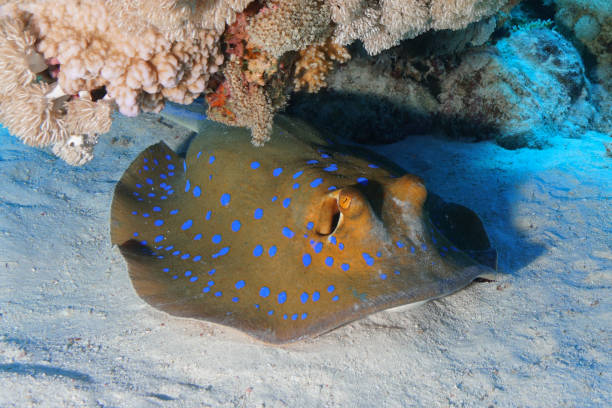 Marine Life in the Red Sea