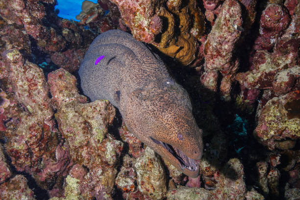 istock Egypt Rd sea Scuba diving 1042306410