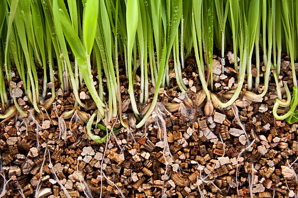 Fresh green grass growing vermiculite stock photo