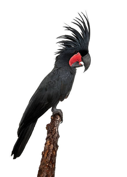istock Profile of Palm Cockatoo perched on branch. 104231012