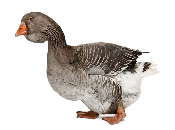 Pair of geese standing on the shore of a pond, highlighting their intricate feather patterns, vibrant orange beaks, and the soft rippling water in a natural calm environment.