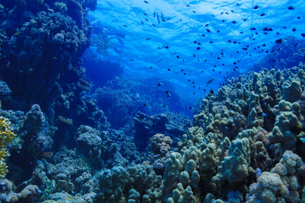 istock Egypt Rd sea Scuba diving 1042310852