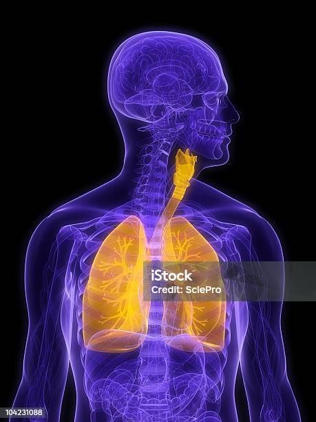 Human Lung Stock Photo - Download Image Now - Biology, Blue, Bronchi