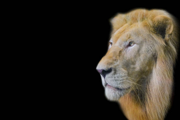 istock Close up lion with black background. 1042311094