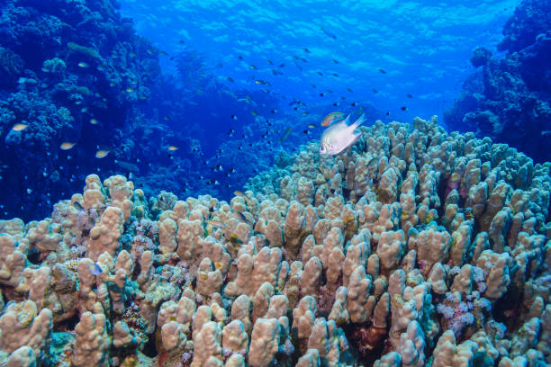 istock Egypt Rd sea Scuba diving 1042311486