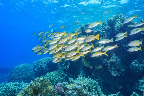 istock Egypt Rd sea Scuba diving 1042311496