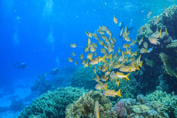 istock Egypt Rd sea Scuba diving 1042311678