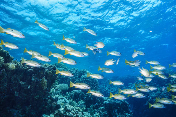 istock Egypt Rd sea Scuba diving 1042311682