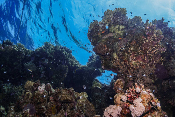 istock Egypt Rd sea Scuba diving 1042312014