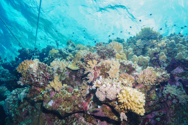 istock Egypt Rd sea Scuba diving 1042312140