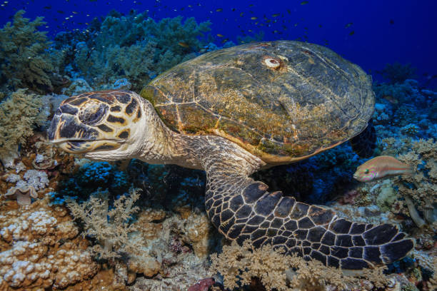 istock Egypt Rd sea Scuba diving 1042312372