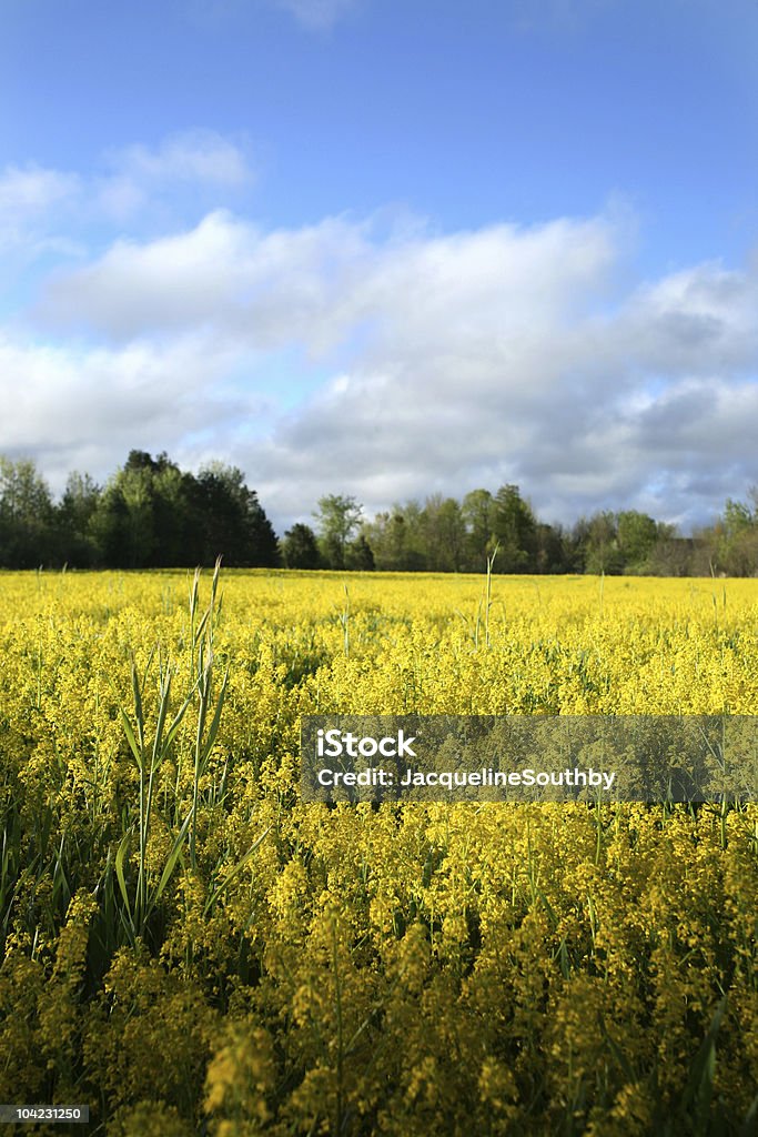 Champ de fleurs jaunes - Photo de Agriculture libre de droits