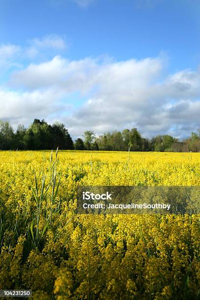 Photo libre de droit de Champ De Fleurs Jaunes banque d'images et plus d'images libres de droit de Agriculture - Agriculture, Allergie, Arbre