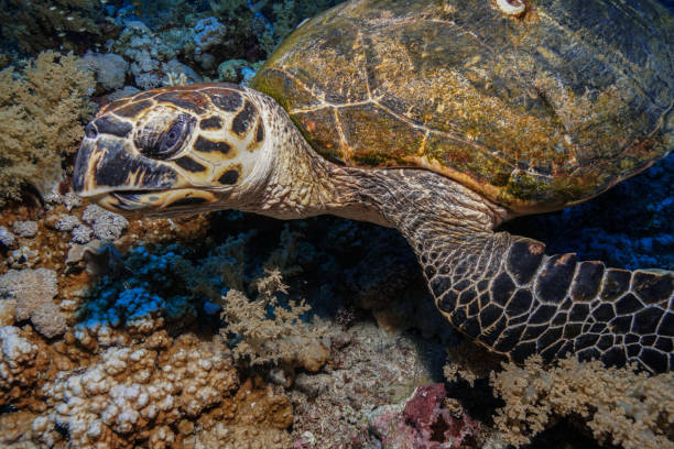 istock Egypt Rd sea Scuba diving 1042312686