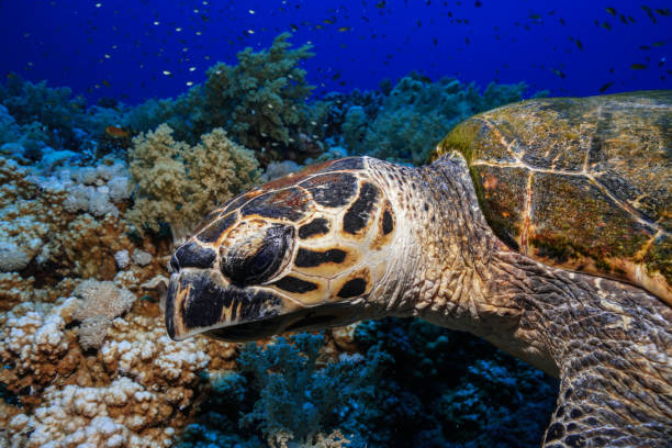 istock Egypt Rd sea Scuba diving 1042313442