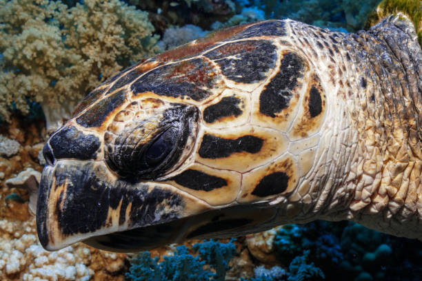 istock Egypt Rd sea Scuba diving 1042314304