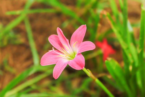 Single Blooming pink Zephyranthes rosea with rain drop Single Blooming pink Zephyranthes rosea with rain drop zephyranthes rosea stock pictures, royalty-free photos & images