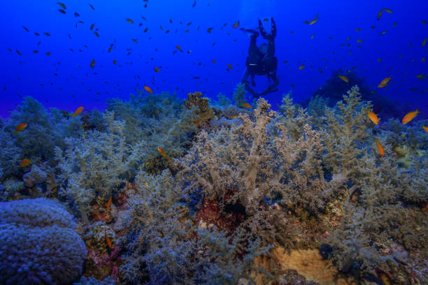 istock Egypt Rd sea Scuba diving 1042315510