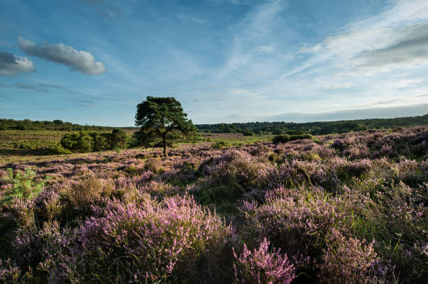 Stunning Summer sunset landscape image of Bratley View in New Forest National Park England Beautiful Summer sunset landscape image of Bratley View in New Forest National Park England new forest stock pictures, royalty-free photos & images
