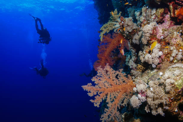 istock Egypt Rd sea Scuba diving 1042316502