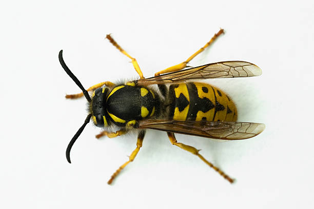 Wasp on a white background stock photo
